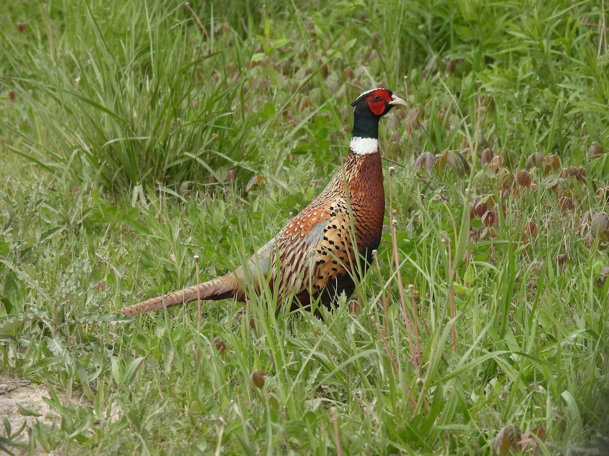 Ring-necked Pheasant - ML618860968