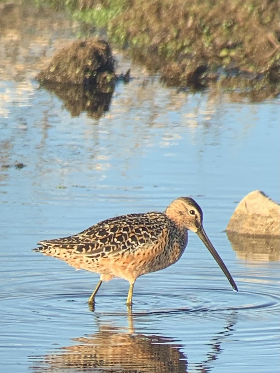 Long-billed Dowitcher - ML618860973