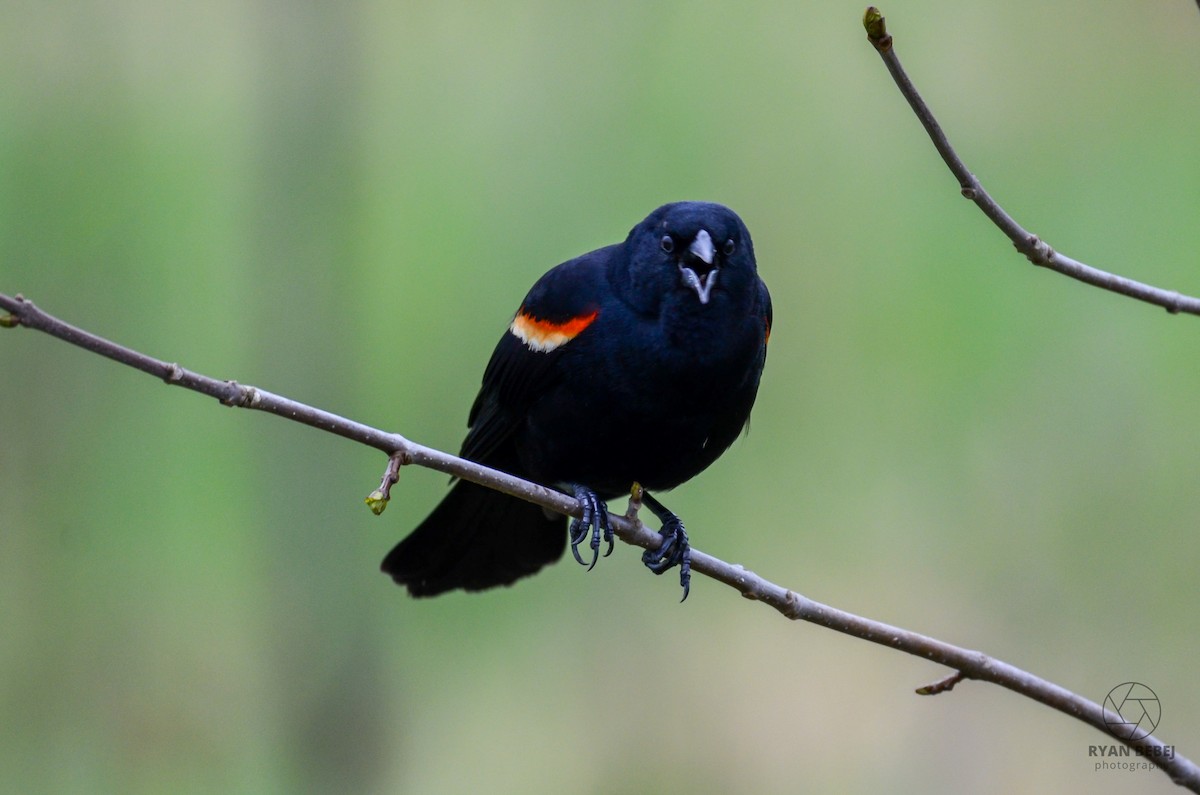 Red-winged Blackbird - Ryan Bebej