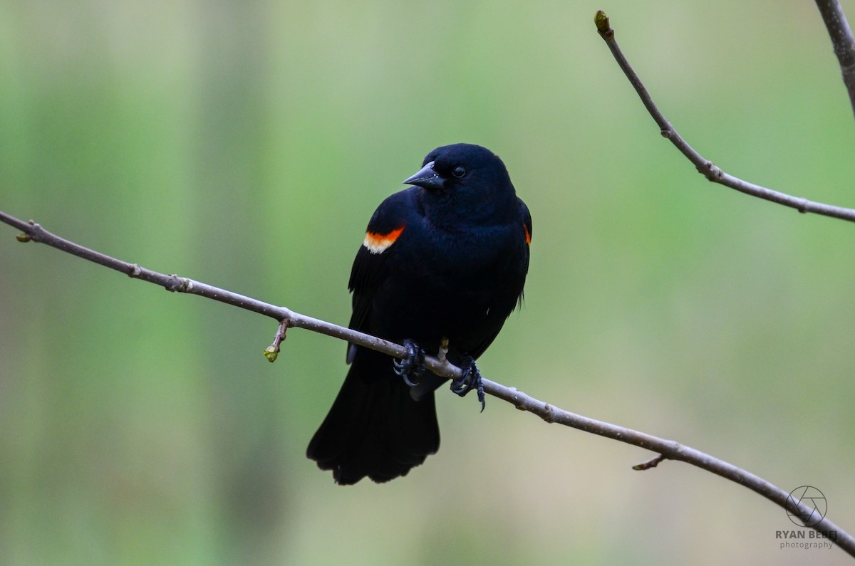 Red-winged Blackbird - Ryan Bebej
