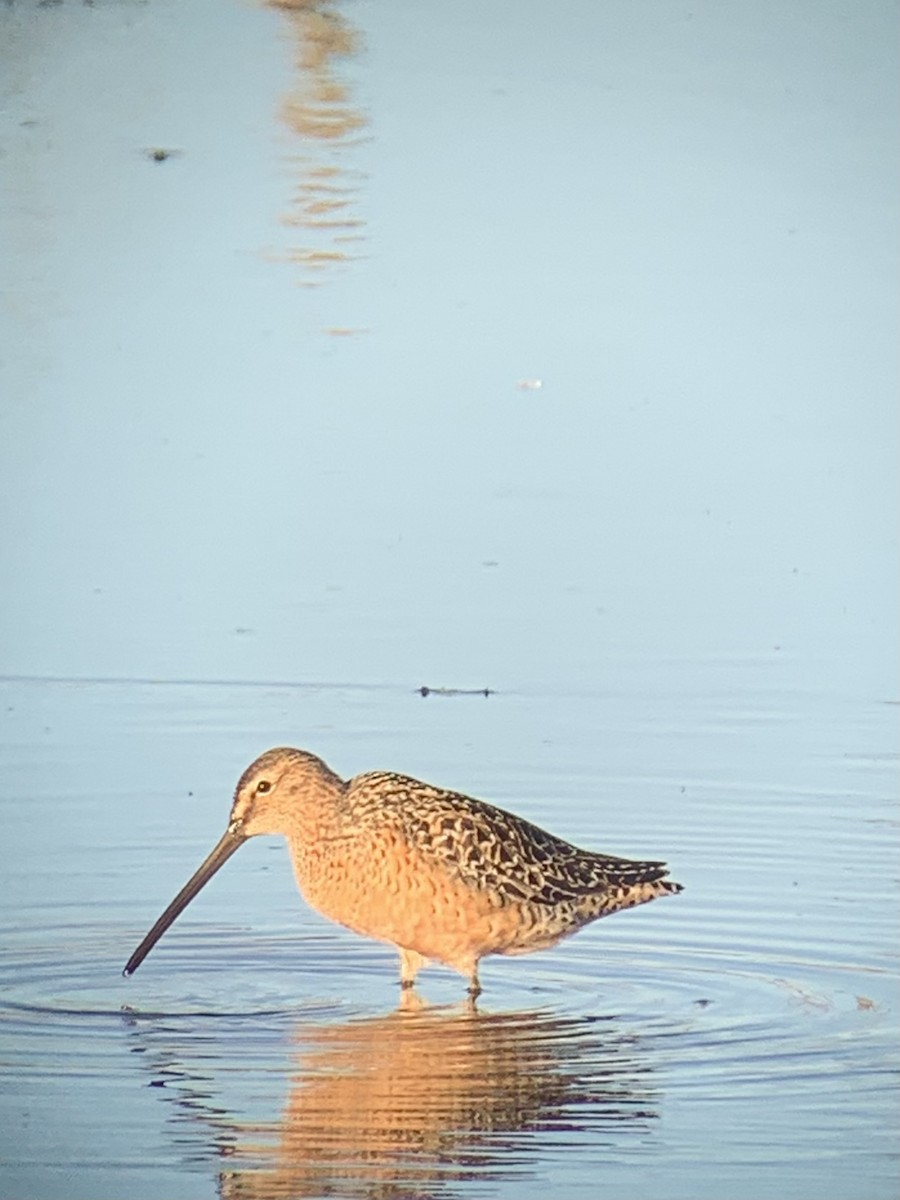 Long-billed Dowitcher - ML618860990