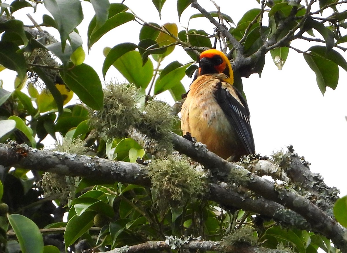 Flame-faced Tanager (Flame-faced) - ML618861022