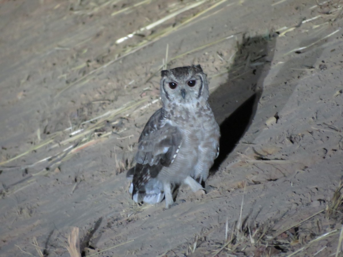 Grayish Eagle-Owl - ML618861051