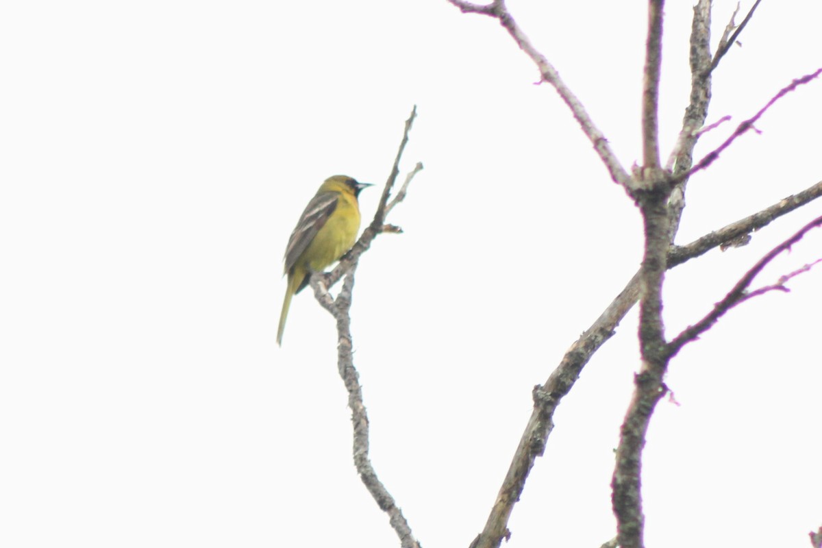 Orchard Oriole - ML618861052