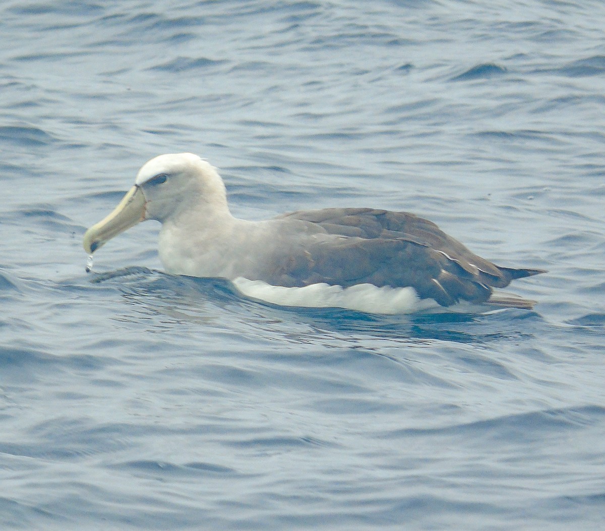 Salvin's Albatross - ML618861064
