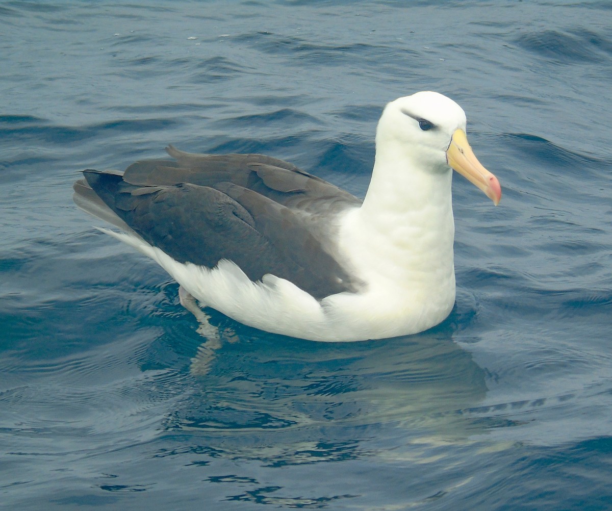 Чернобровый альбатрос - ML618861067
