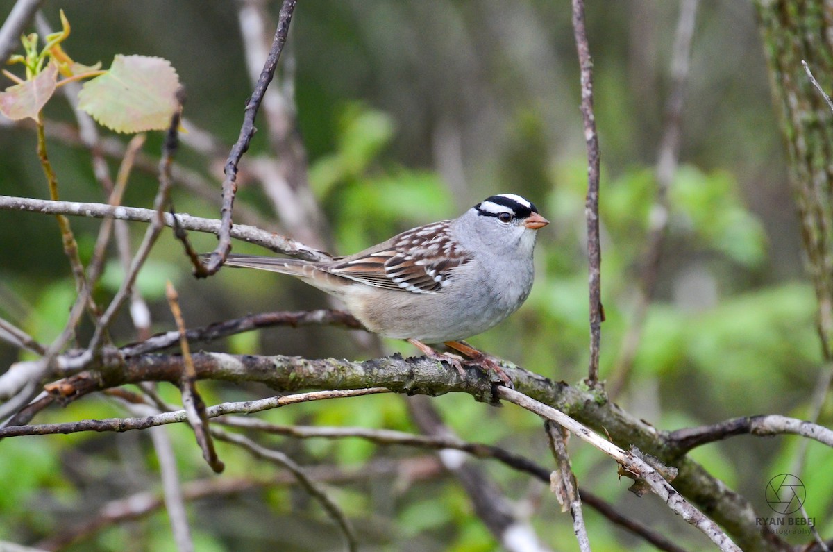 White-crowned Sparrow - ML618861079