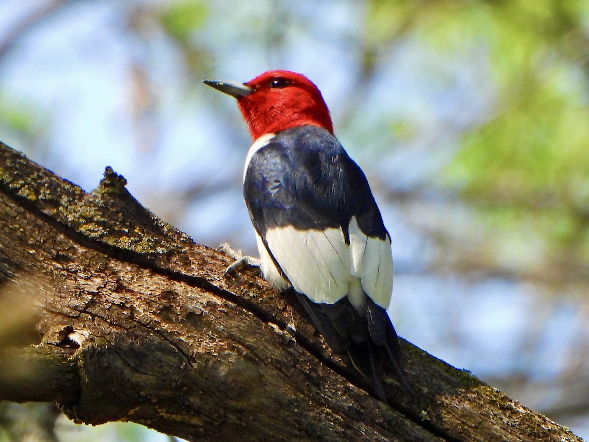 Red-headed Woodpecker - Jane Cullen