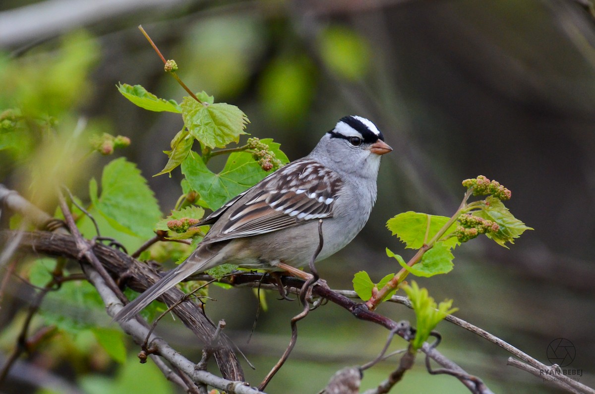 White-crowned Sparrow - Ryan Bebej