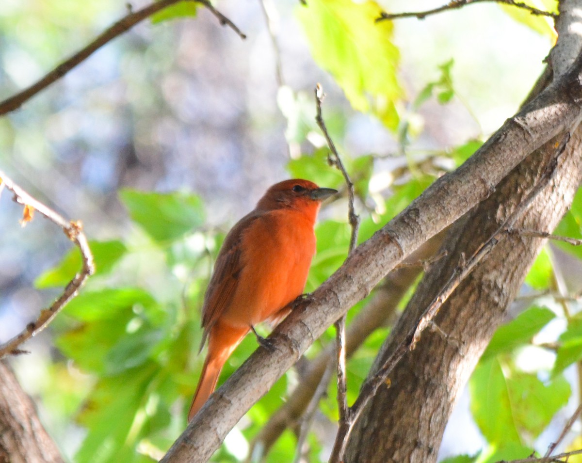 Hepatic Tanager - ML618861115