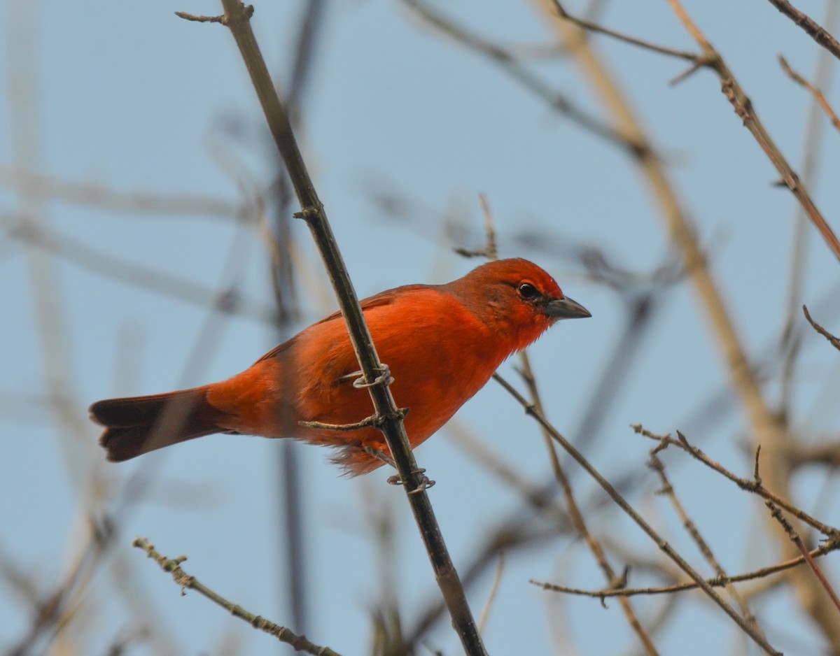 Hepatic Tanager - ML618861116