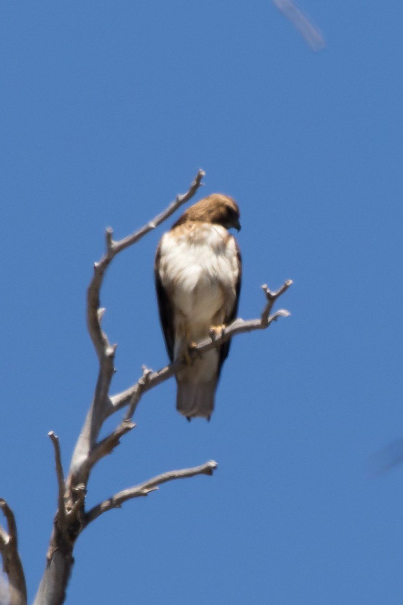 Red-tailed Hawk - Lori Buhlman