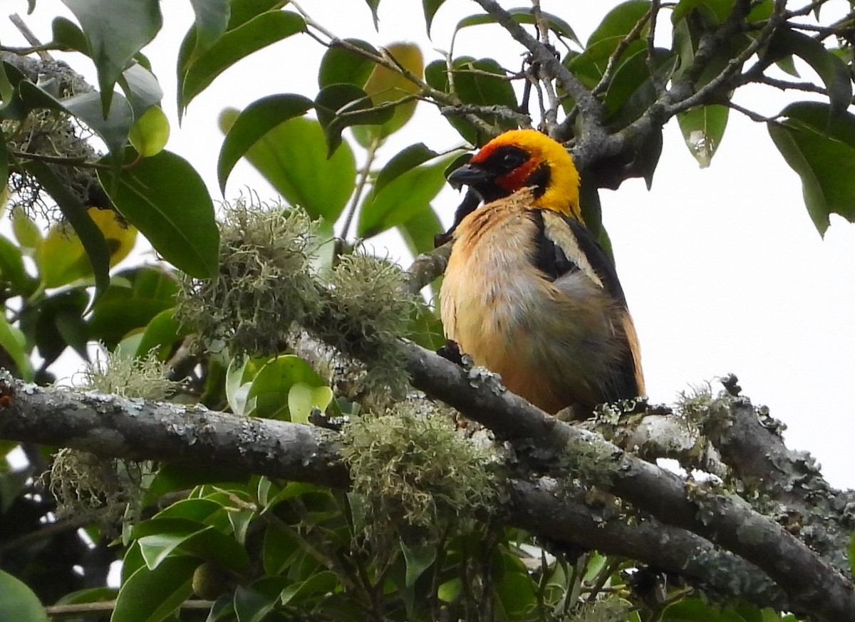Flame-faced Tanager (Flame-faced) - Ed Kwater