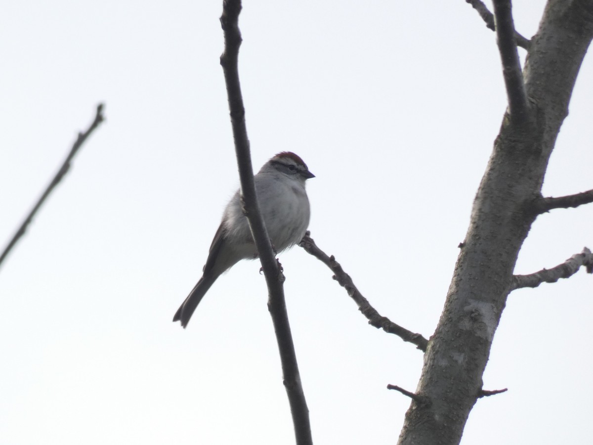 Chipping Sparrow - ML618861162