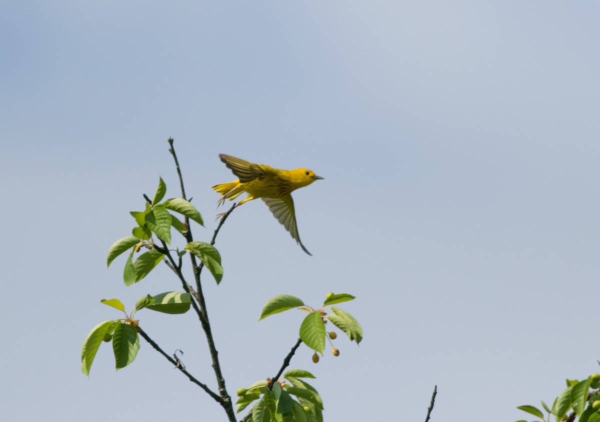 Yellow Warbler - ML618861168