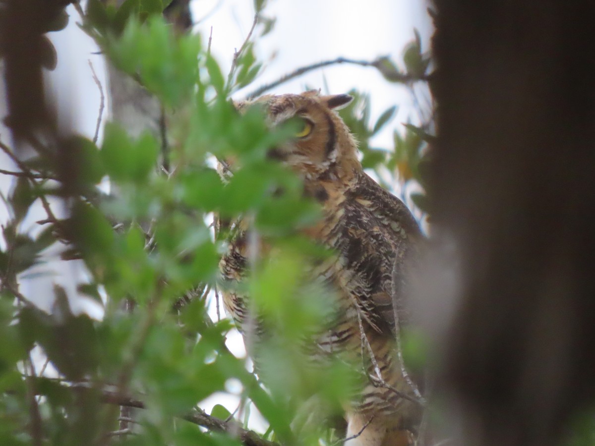 Great Horned Owl - ML618861197