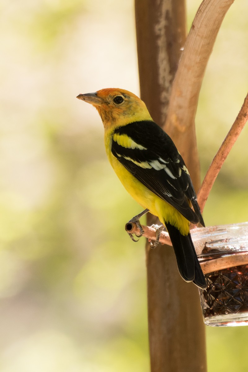 Western Tanager - ML618861220