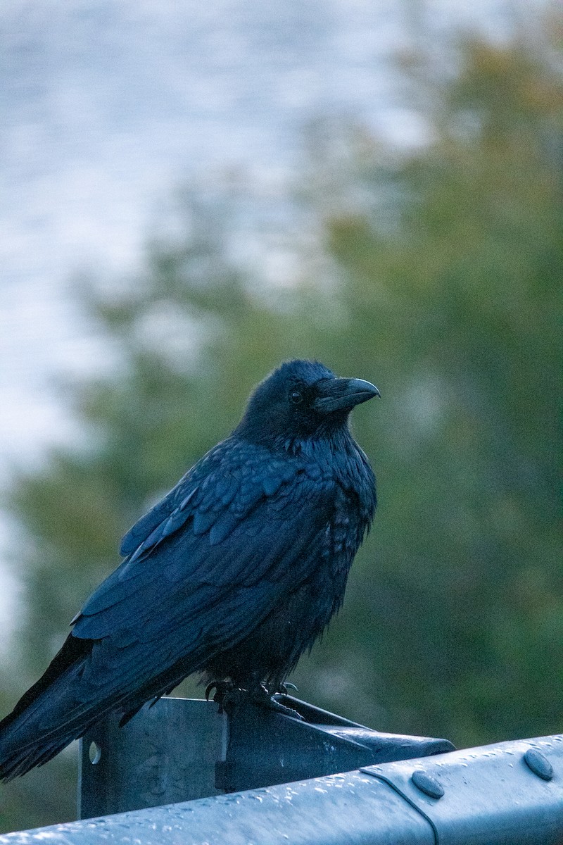 Common Raven - ML618861237