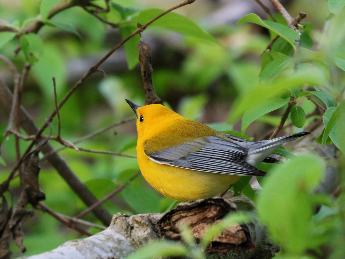 Prothonotary Warbler - ML618861244