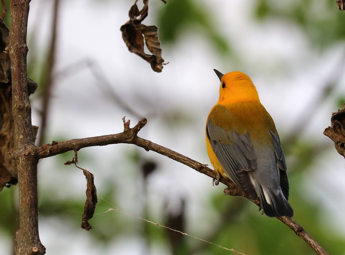 Prothonotary Warbler - ML618861245