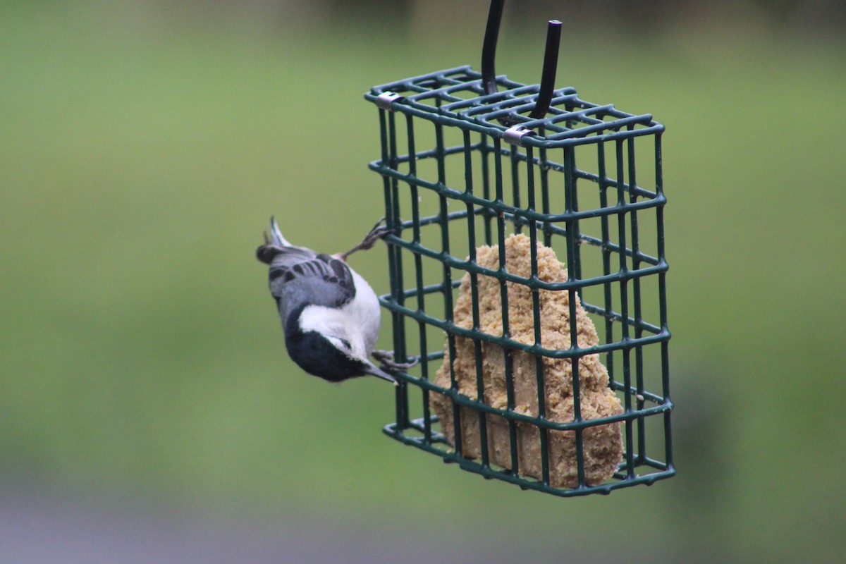 White-breasted Nuthatch - ML618861269