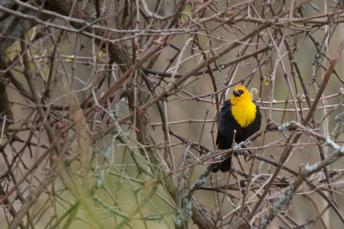 Yellow-headed Blackbird - ML618861272