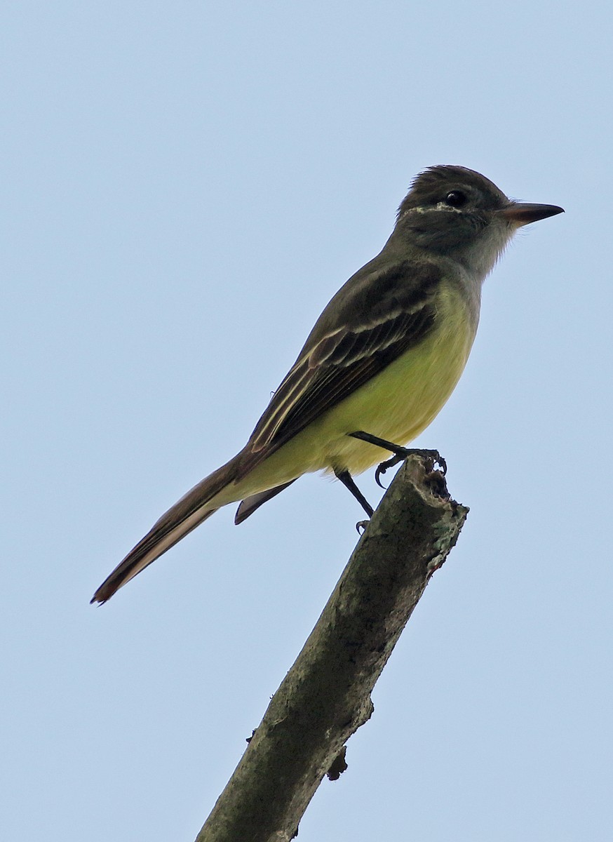 Great Crested Flycatcher - ML618861292