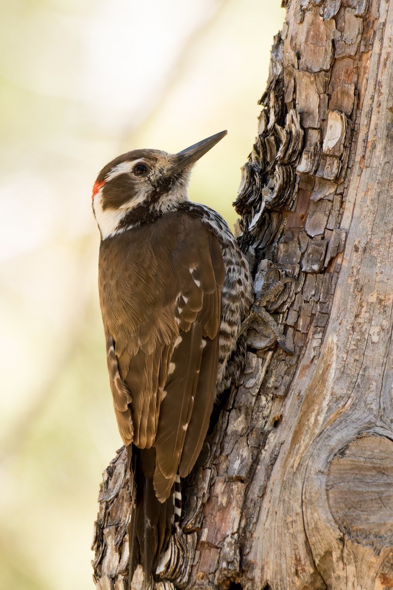 Acorn Woodpecker - ML618861293