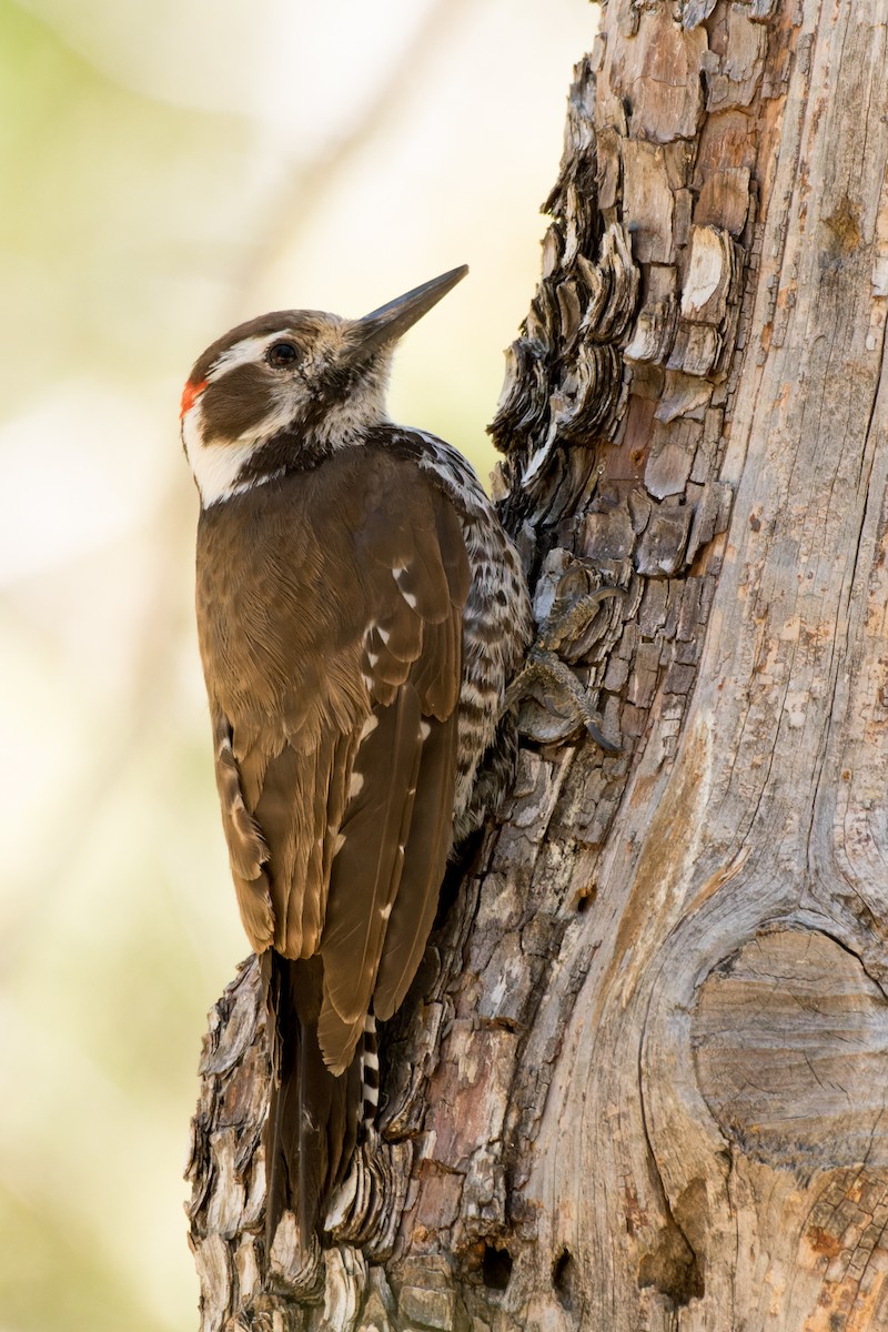 Acorn Woodpecker - ML618861294