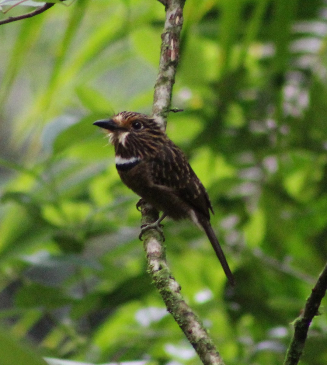 Crescent-chested Puffbird (Greater) - ML618861310