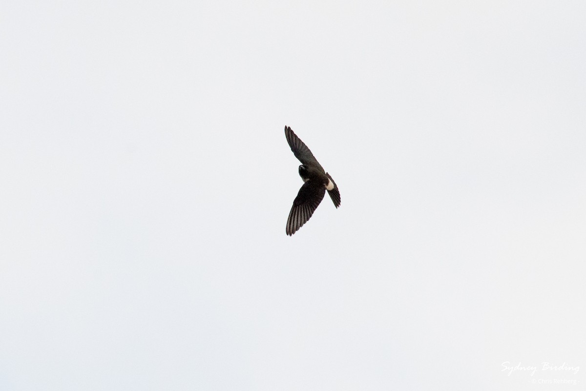 White-breasted Woodswallow - Chris Rehberg  | Sydney Birding