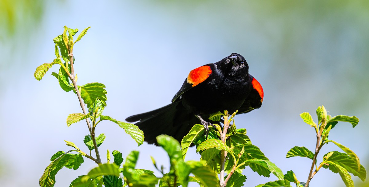 Red-winged Blackbird - Ken Miracle