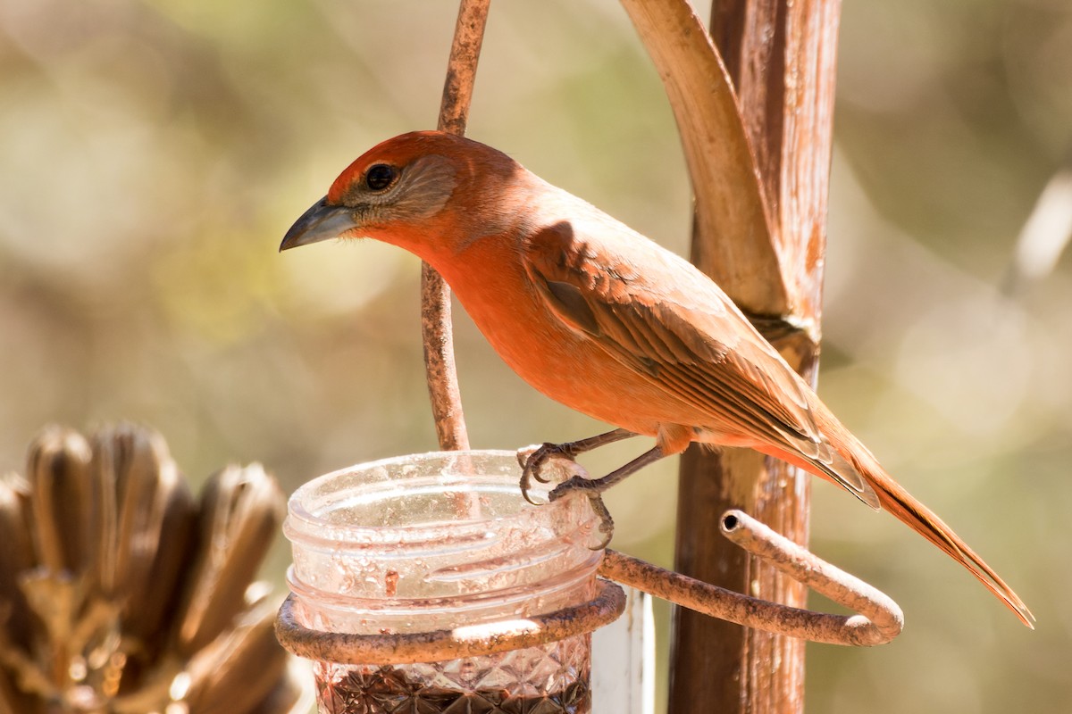 Hepatic Tanager (Northern) - ML618861355