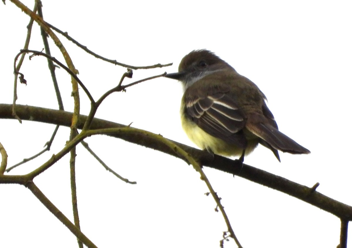 Pale-edged Flycatcher - Ed Kwater