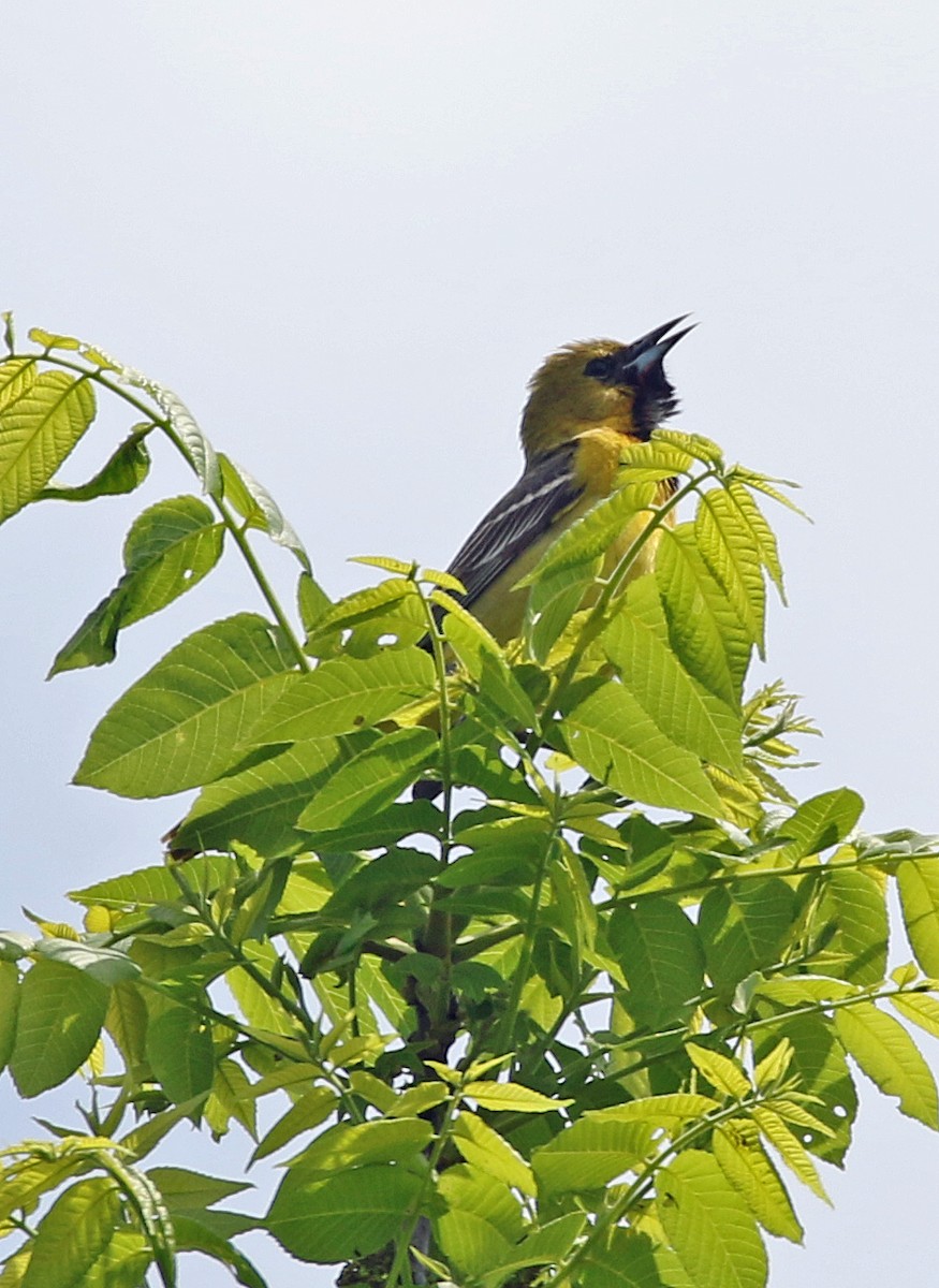 Orchard Oriole - ML618861367