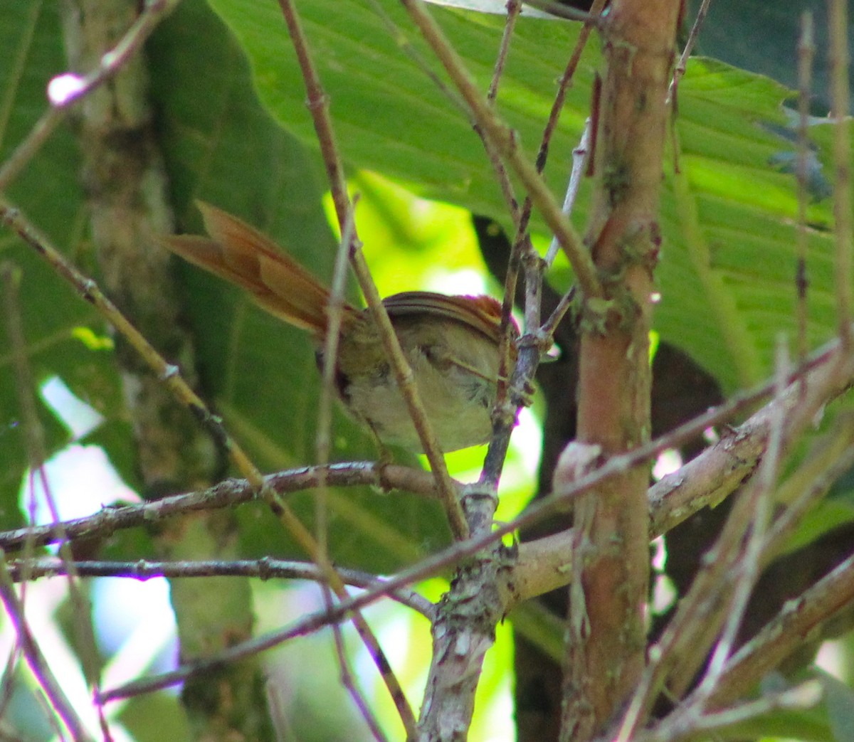 Rufous-capped Spinetail - ML618861369