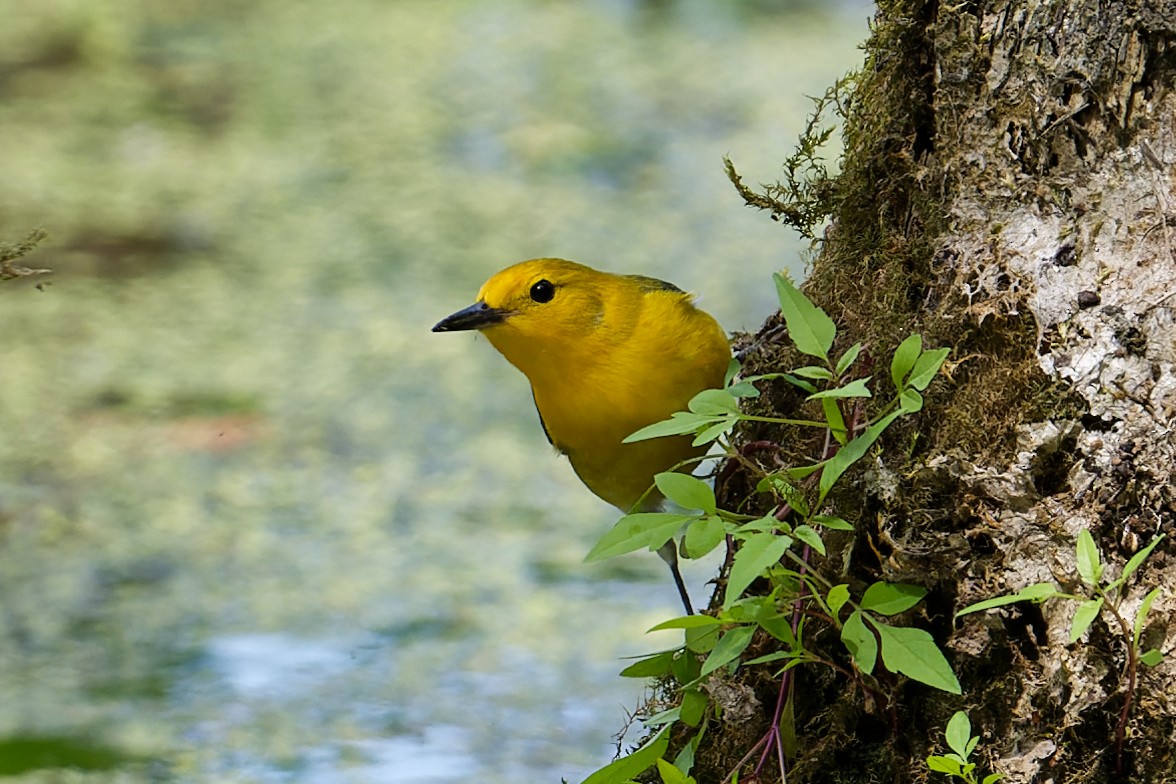 Prothonotary Warbler - ML618861385