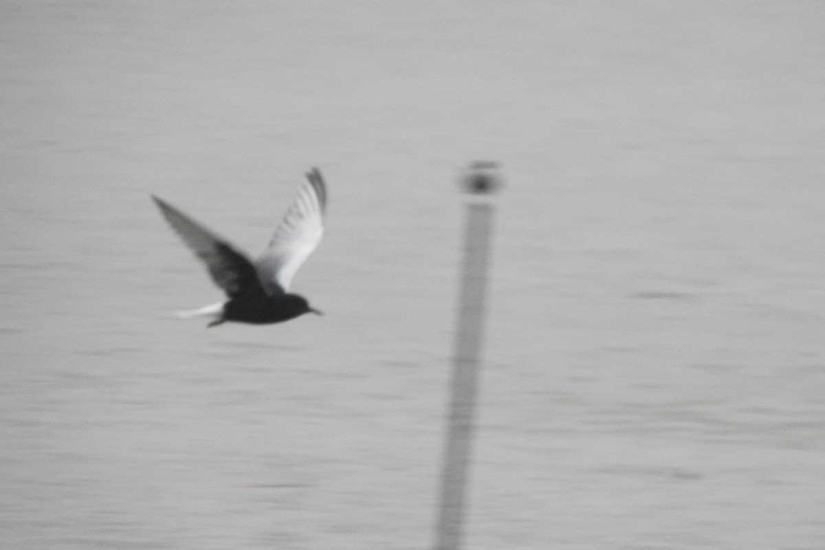 White-winged Tern - ML618861406