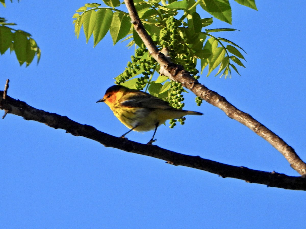 Cape May Warbler - Jane Cullen