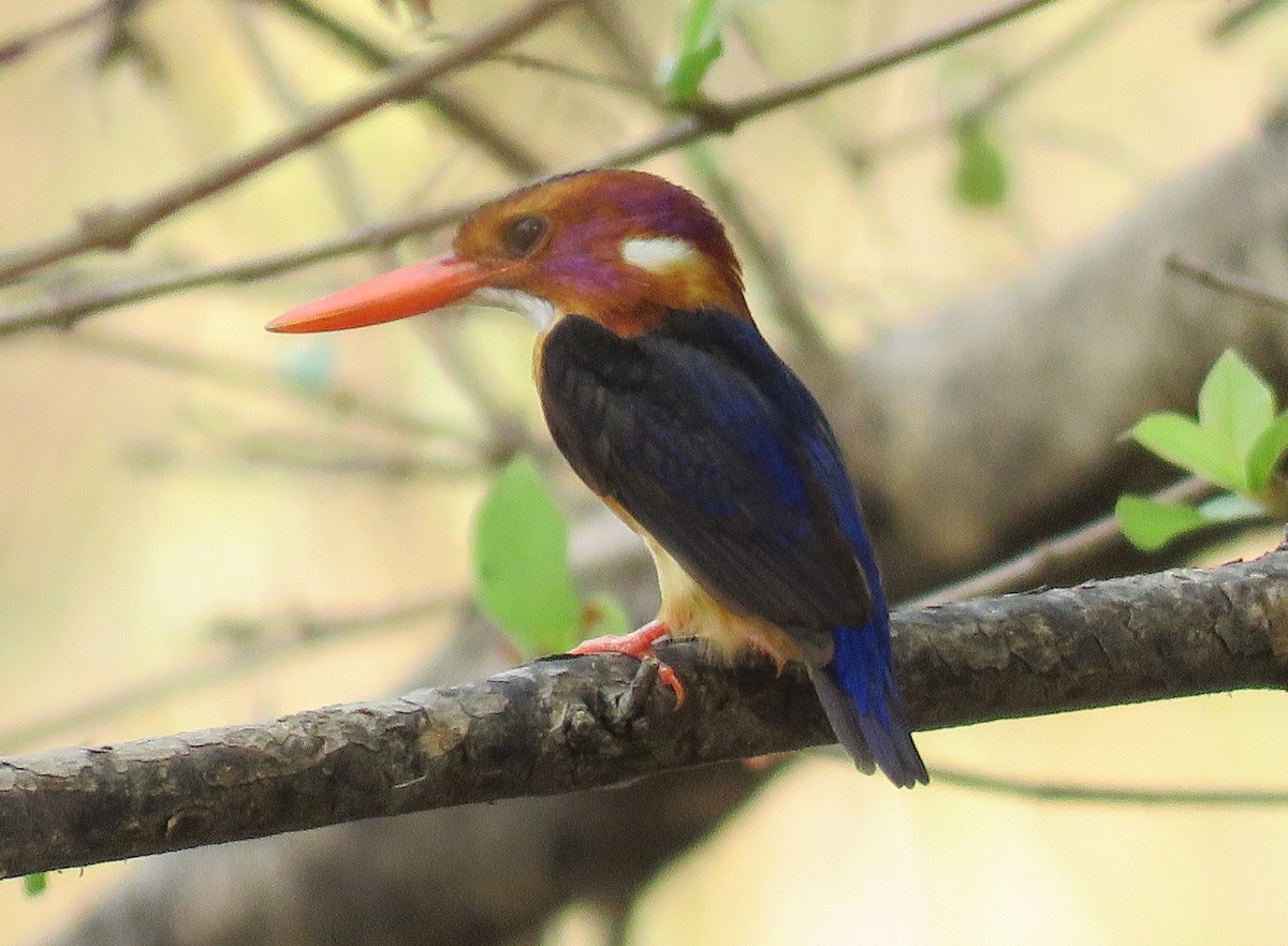African Pygmy Kingfisher - ML618861433