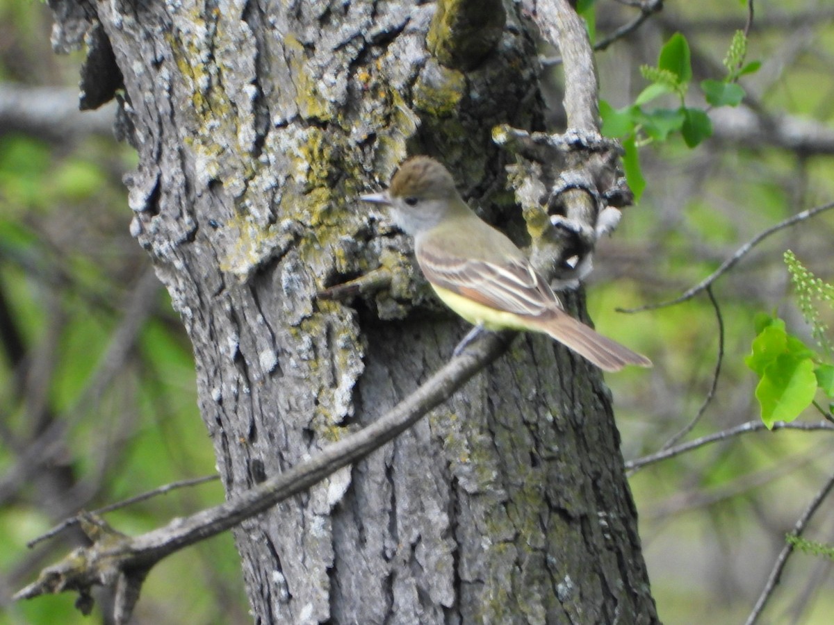 Great Crested Flycatcher - ML618861459