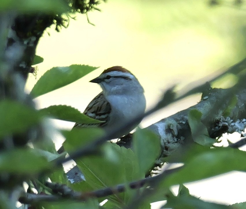 Chipping Sparrow - ML618861479