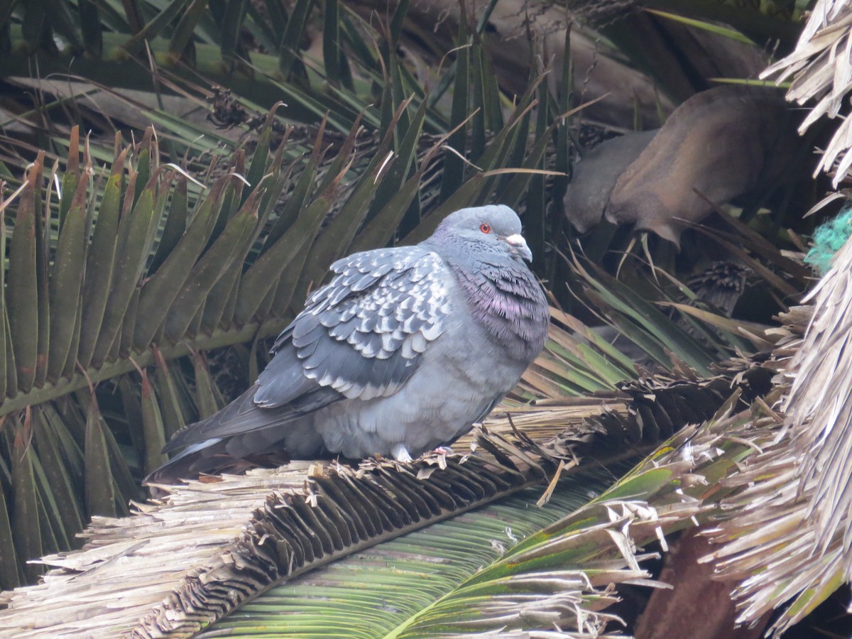Rock Pigeon (Feral Pigeon) - Francy Lopez Garcia