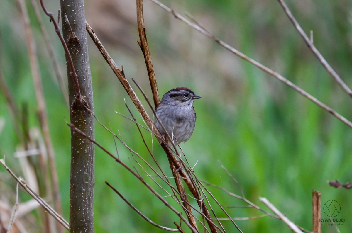 Swamp Sparrow - ML618861559