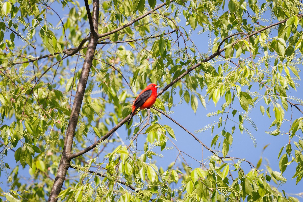 Scarlet Tanager - ML618861571