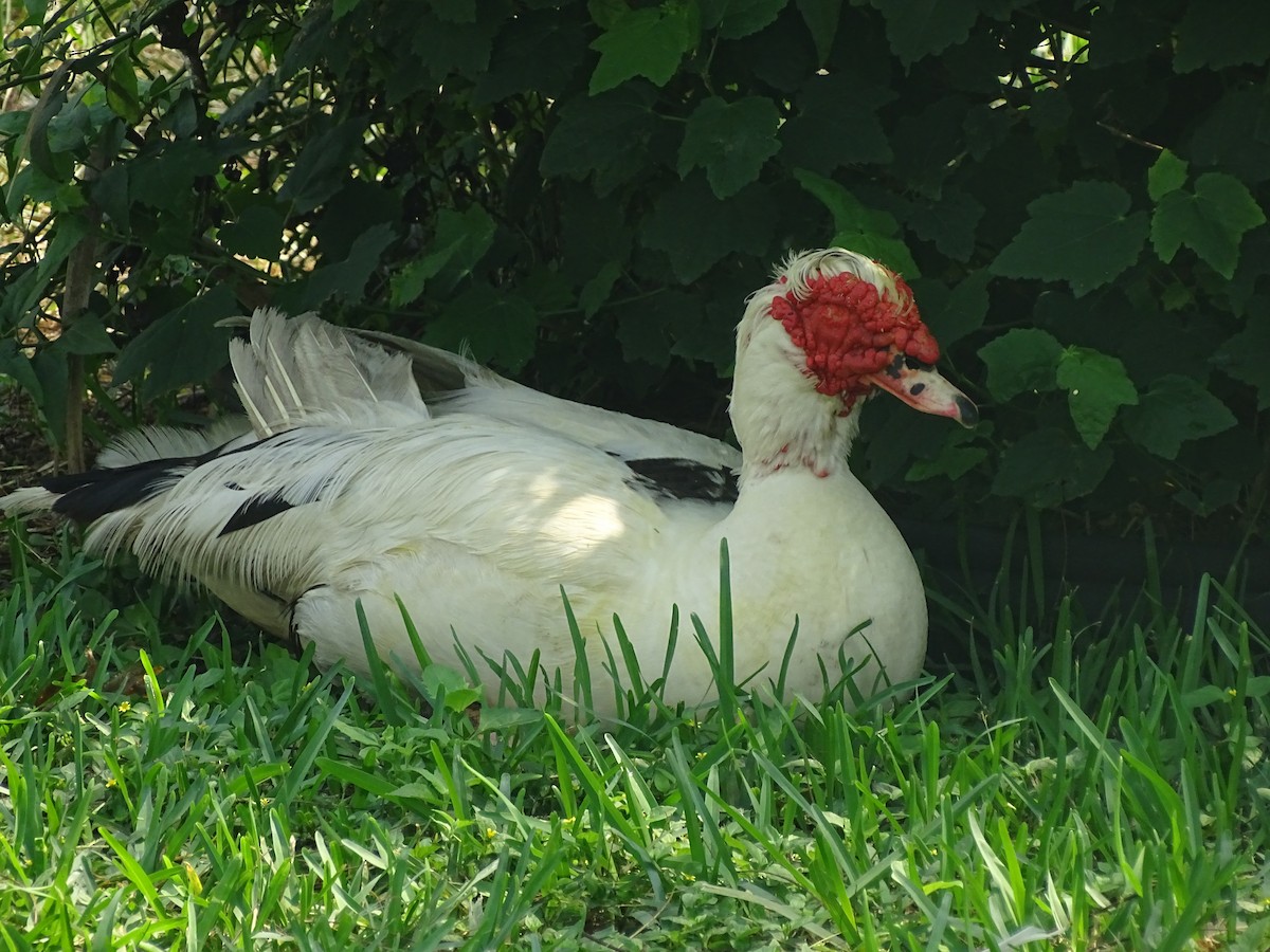 Domestic goose sp. (Domestic type) - ML618861593