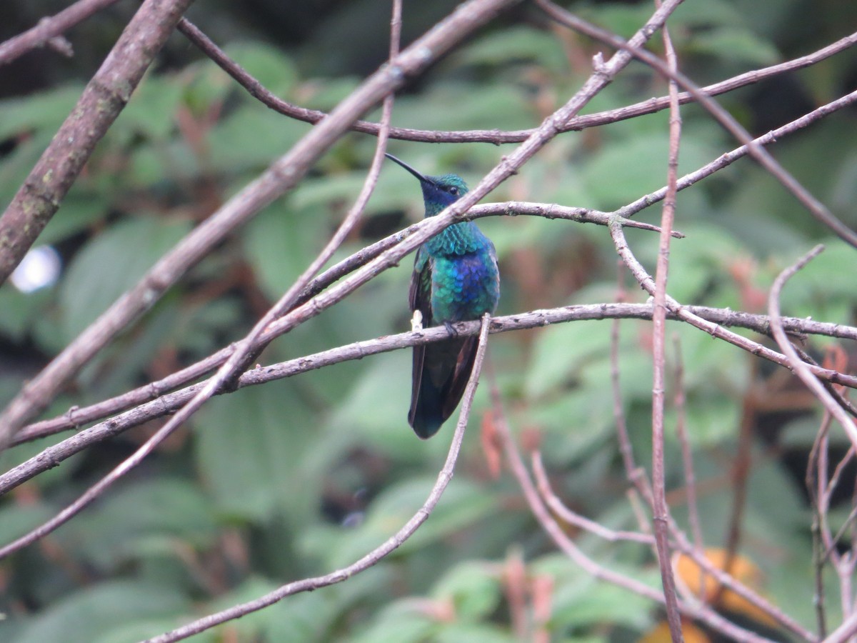 kolibřík modrolící - ML618861613