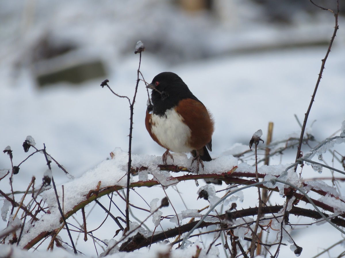 Spotted Towhee - ML618861634