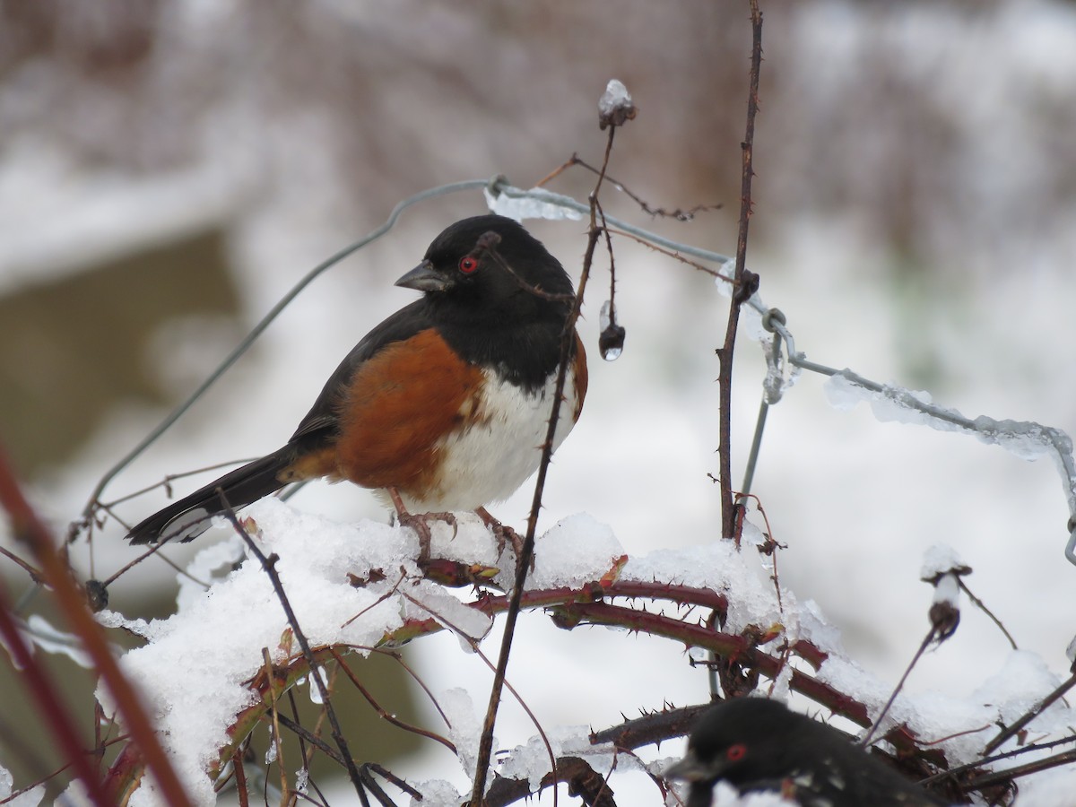 Spotted Towhee - ML618861635