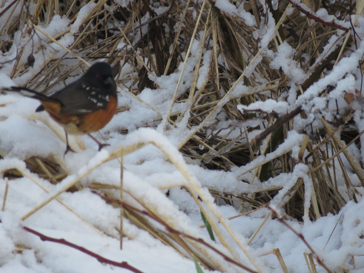 Spotted Towhee - ML618861636